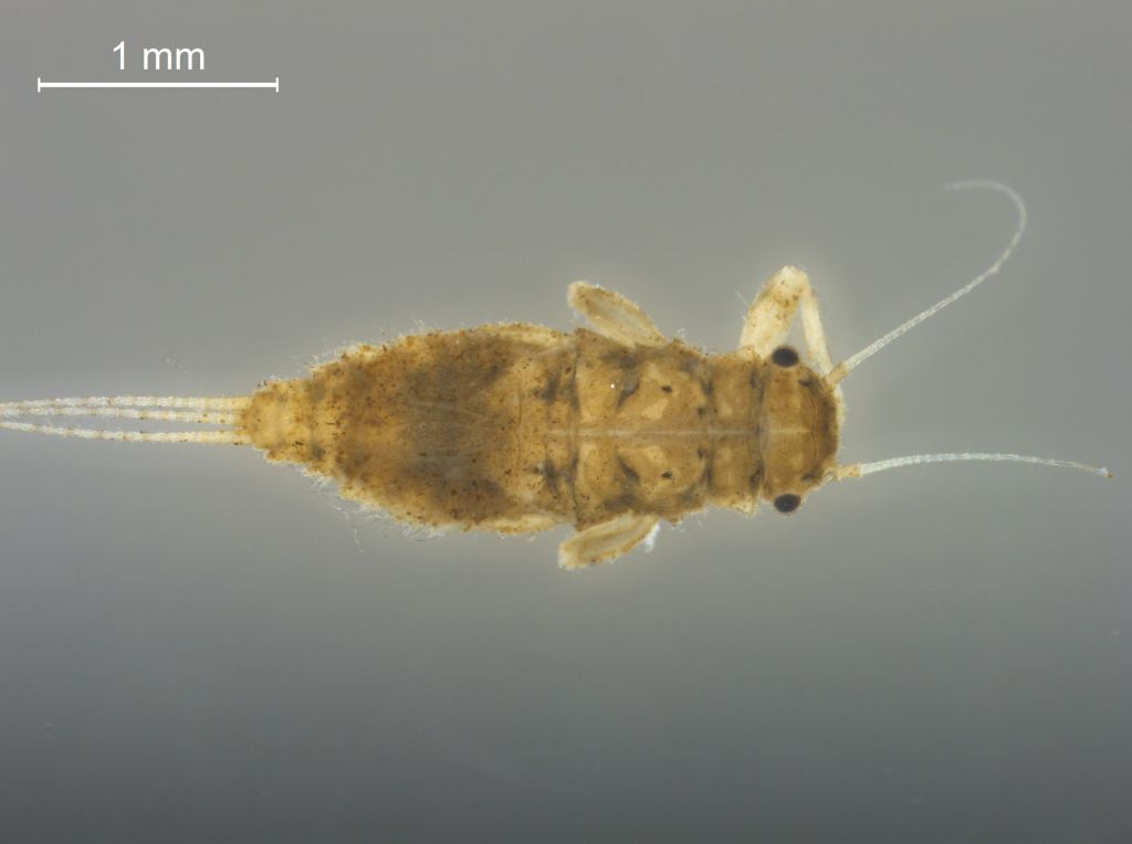 Caenis robusta